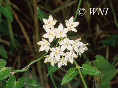Sarcostemma cynanchoides southern twinevine